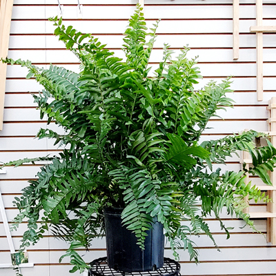 FERN MACHO 10"