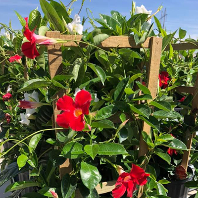 MANDEVILLA