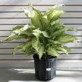 DIEFFENBACHIA 10"