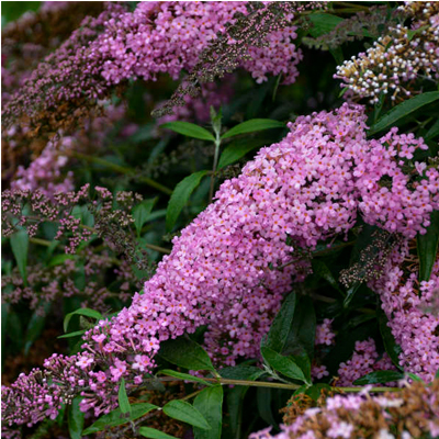 BUTTERFLY BUSH, PINK CASCADE 2 G