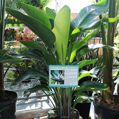 WHITE BIRD OF PARADISE 14"