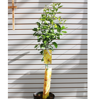 Standard Assorted 12-inch Citrus Trees 