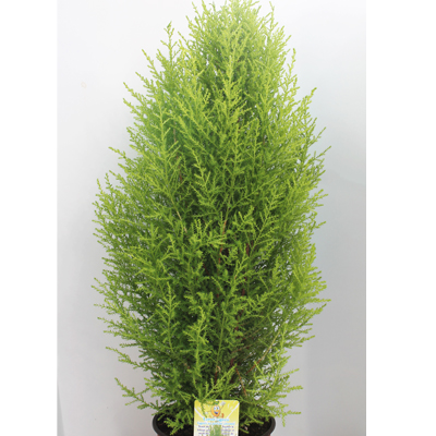 Lemon Cypress Cone 6"