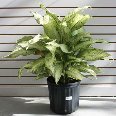 DIEFFENBACHIA 10"