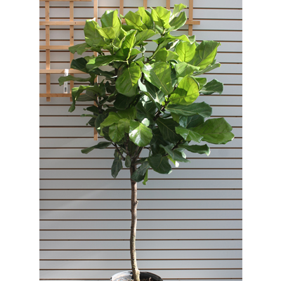 FIDDLE LEAF FIG STD 14"