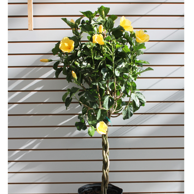 Yellow Braided Tropical Hibiscus Tree