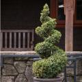 BOXWOOD, GREEN MTN SPIRAL 24"