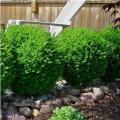 Winter Gem Boxwood 3-5G