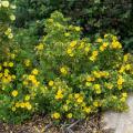 POTENTILLA, MARMALADE 2 GALLON