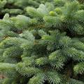 SPRUCE, BABY BLUE EYES TRANPLANT