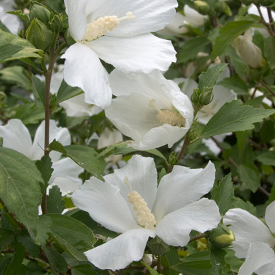 Diana Rose of Sharon 'Althea' Patio Tree 10G