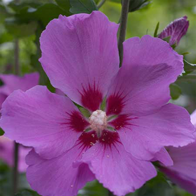 Violet Satin Rose of Sharon 'Althea' Tree 10G