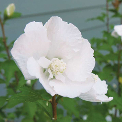 White Pillar Rose of Sharon 'Althea' 3-5G