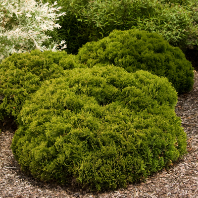 Danica Arborvitae 1G