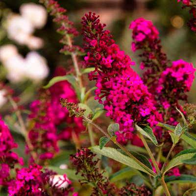 BUTTERFLY BUSH, ROYAL RED 3-5 G