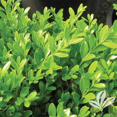 BOXWOOD, GREEN BORDERS 1 GALLON