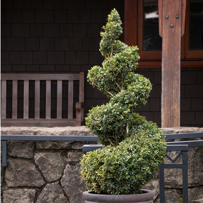 Green Mountain Spiral Boxwood (24")