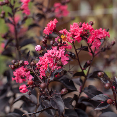 Twilight Crape Myrtle 3-5G