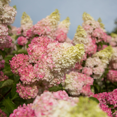 Berry White Hydrangea 3-5G