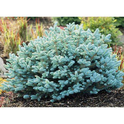 SPRUCE, BLUE GLOBE DWARF HI 15"