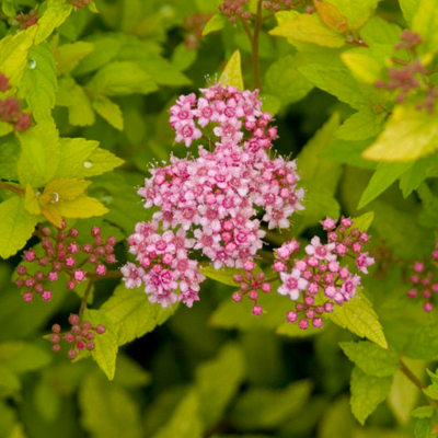 SPIREA, SUNDROP 2 GALLON