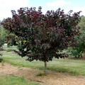 REDBUD, MERLOT 6-7'