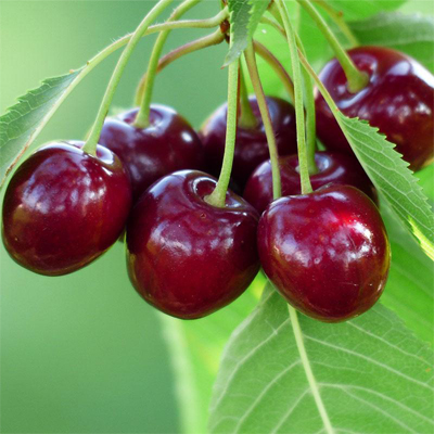 Bing Cherry Tree 7-gal