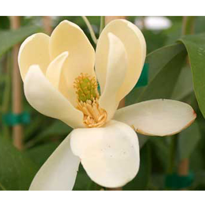 MAGNOLIA, MOONGLOW 1.75"