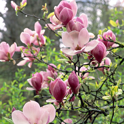 MAGNOLIA, SAUCER 5-6'