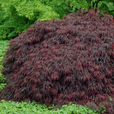 MAPLE, JAPANESE CRIMSON QUEEN 30"