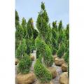 Arborvitae Spiral Evergreen (4')