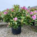 RHODODENDRON 24"