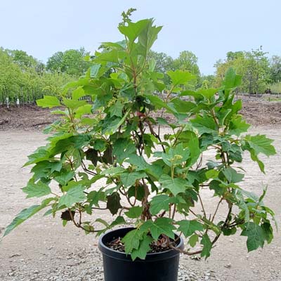 HYDRANGEA, FIRE LIGHT 7 GALLON