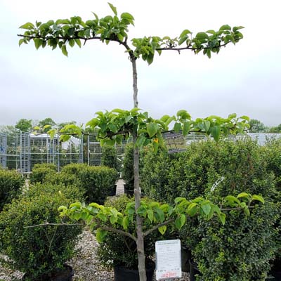 Asian Shinseki Espaliered Pear Tree (1")