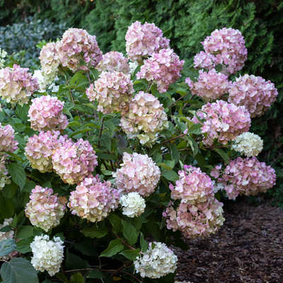 HYDRANGEA