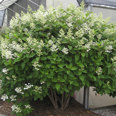 TREE FORM HYDRANGEA