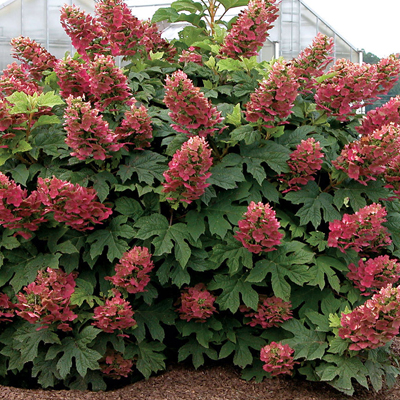 OAKLEAF HYDRANGEA