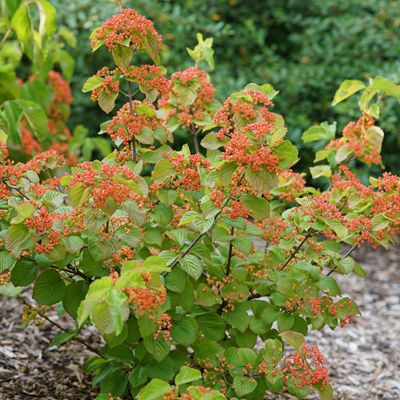 VIBURNUM PROVEN WINNERS