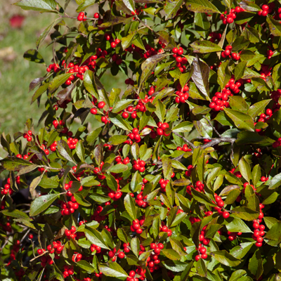 WINTERBERRY HOLLY