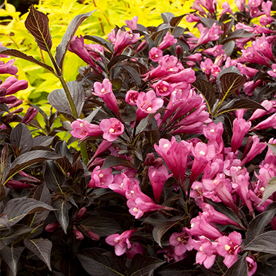 WEIGELA