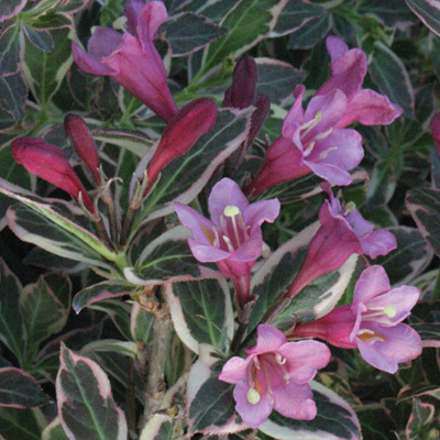 WEIGELA PROVEN WINNERS