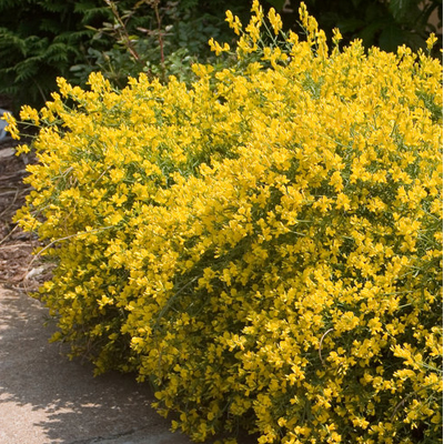 ASSORTED DECIDUOUS SHRUBS