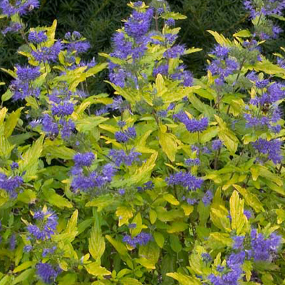 CARYOPTERIS PROVEN WINNERS