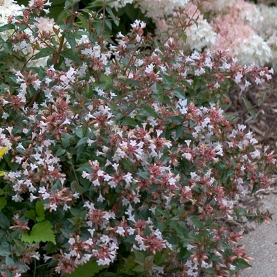 ABELIA