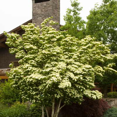 DOGWOOD