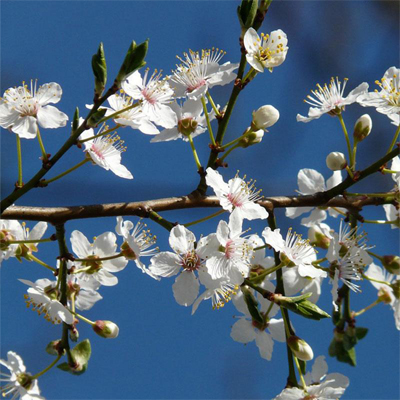 SERVICEBERRY