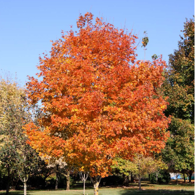 SHADE TREES