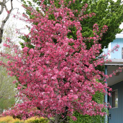 FLOWERING CRAB TREES