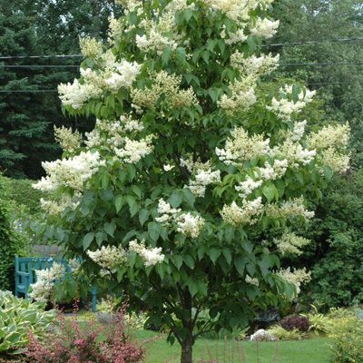 LILAC TREE