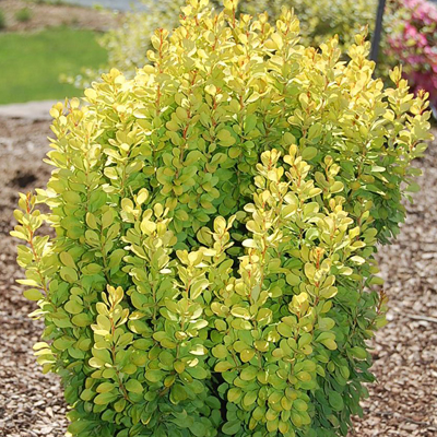 YELLOW BARBERRY